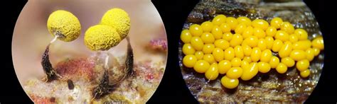 Slime Mold A Comprehensive Guide