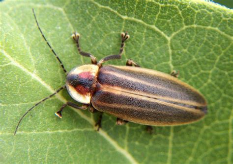 beetle identification a guide to common species with photos owlcation