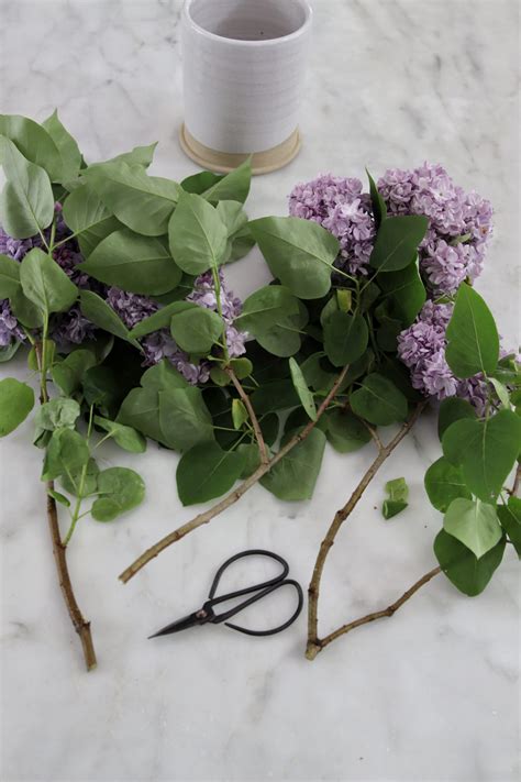 How To Keep Your Lilacs Fresh Longer Lemon Grove Lane