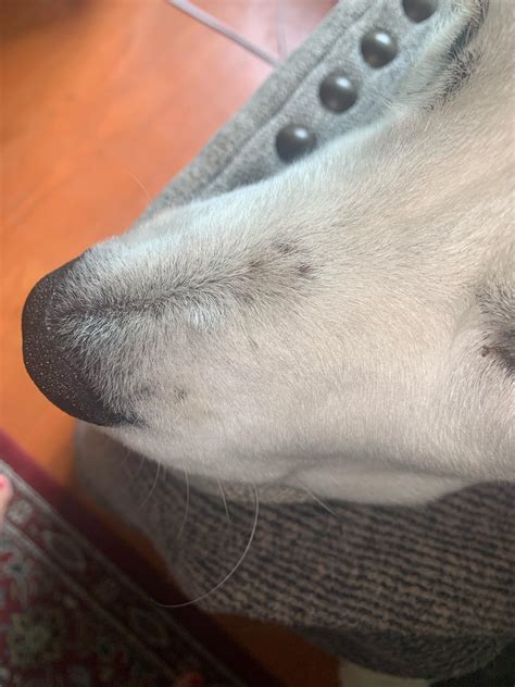 My Dog Recently Has Developed These Bumps On Her Nose She Previous