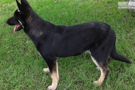 Brown German Shepherd Puppy For Sale Near Houston Texas 6e9d2c68 9391