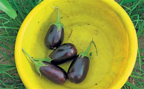 Getting Started With Brinjals