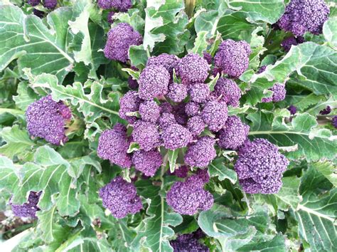 Broccoli Early Purple Sprouting The Seed Warehouse