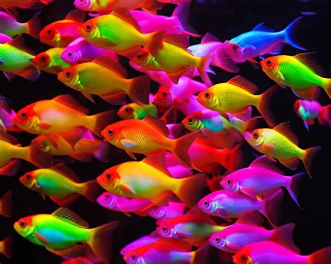 Do Glofish Breed Uncover The Facts With Our Guide