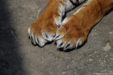 Tiger claws | Close-up of tiger claws. Diergaarde Blijdorp, … | Flickr