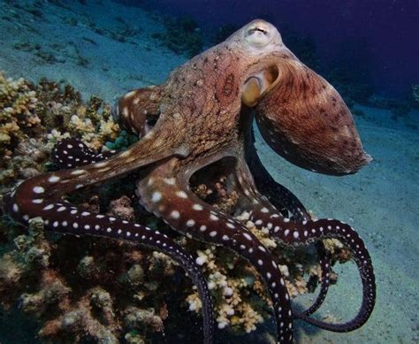 21 Fun Facts You Should Know About Octopuses Octopus Ocean Creatures