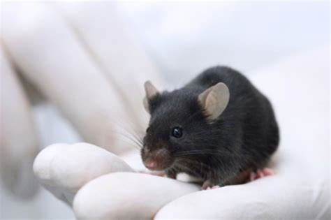 Umbilical Cord Compound Boosts Brain Power In Mice Nbc News