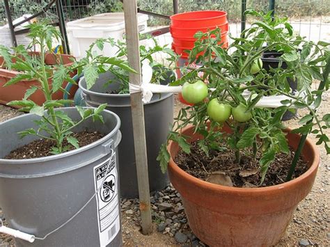 The Complete Guide To Growing Tomatoes In Containers Gardening Channel