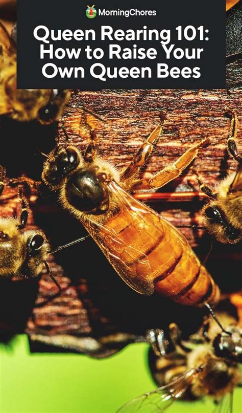 Queen Rearing 101 How To Raise Your Own Queen Bees Bee Bee Hive