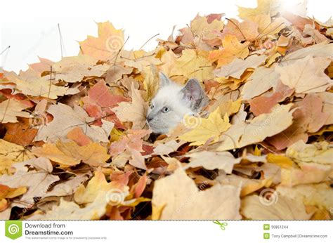 Cute Kitten Hiding In Leaves Stock Photo Image Of Mammal Fall 30851244