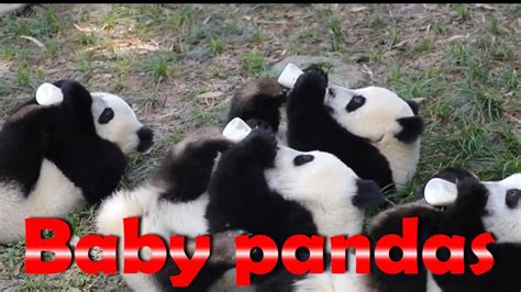 Маленькие пандочки кушают и играют Cute Baby Pandas Eat Adn Playing