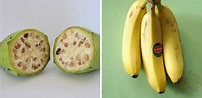 How Fruits And Vegetables Looked Like Before And After GMO's | Trybiotech