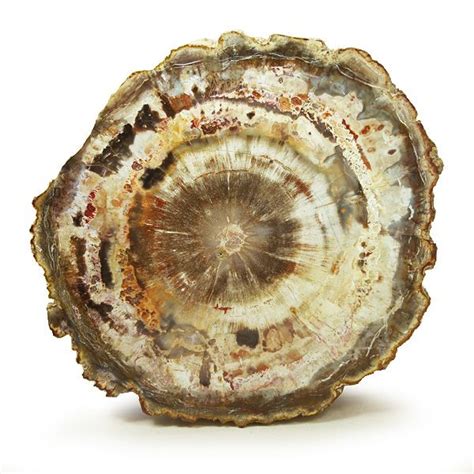 Fossil Petrified Wood Petrified And Fossilized Pinterest