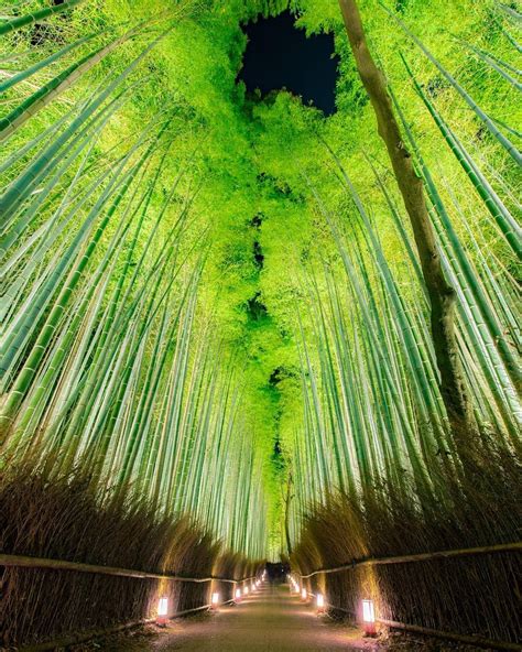 Sagano Bamboo Forest Kyoto Japan Beautiful Places To Visit Japan