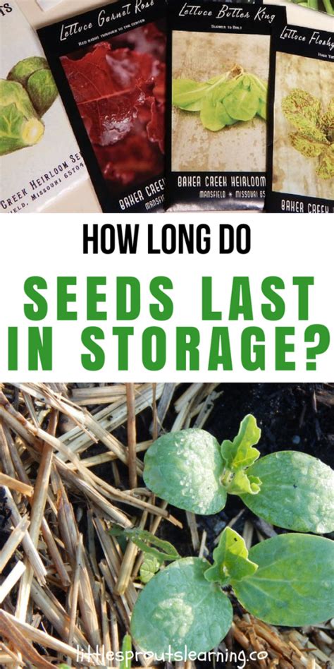 How Long Do Seeds Last In Storage Little Sprouts Learning