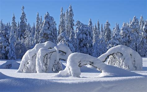 Snow Covered Forest Wallpapers And Images Wallpapers Pictures Photos