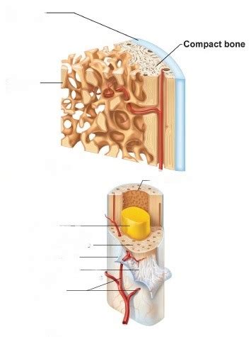 Labeling portions of a long bone learn with flashcards, games and more — for free. Long Bone Labeled Quizlet : Chapter 7 Figure Labeling ...