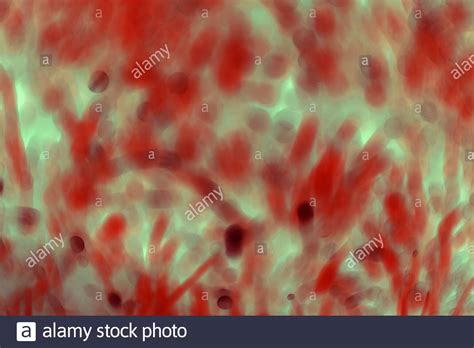 Many Blured Bacteria Close Up Under The Microscope Abstract Stock