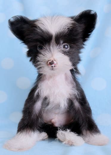 Chinese Crested Puppy For Sale By Teacups Teacup Puppies And Boutique