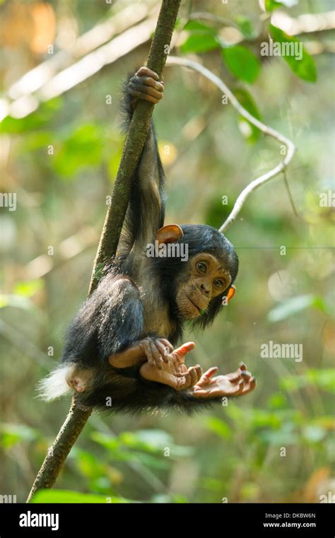 Baby Chimpanzee Playing Hi Res Stock Photography And Images Alamy
