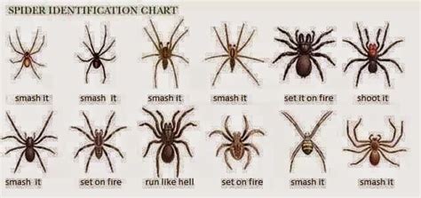 Amyoops Spider Identification Chart Brown Recluse Spider Spider