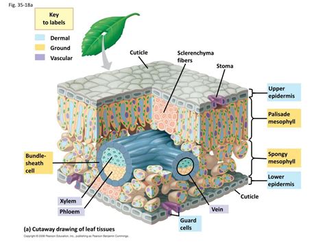 Ppt Chapter 32 Leaf Structure And Function Powerpoint Presentation