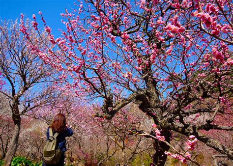 Japan In Bloom Japanese Plum Blossoms Sakuras Winter Cousins Live