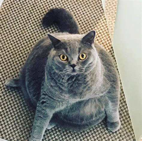 Chonky Cat Was About To Be Put Down — Until The Vet Rescued Her