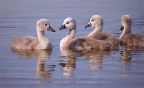 Swan Chick Cute Duckling Free Stock Photo Public Domain Pictures