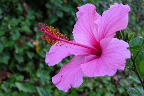 Hibiscus Rosa Sinensis Imagen And Foto Documentación Y Periodismo