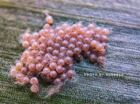Eggs Of Fall Army Worm In Maize