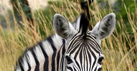 Zebra Beautiful Animal Facts And Photographs Wildlife Of