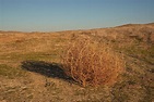 How Are Tumbleweeds Formed? - WorldAtlas