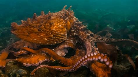 Incredible Discovery Giant Octopuss Remarkable Pole Climbing