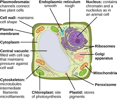 These are organelles pertinent to plant cells. Eukaryotic Cells | Boundless Biology