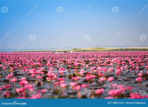 Landmark Udon Thani Red Lotus Lake Color Pond Editorial Photo Image