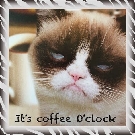 Coffee Fever Grumpy Cat Grumpy Cat Quotes Cats Tumblr