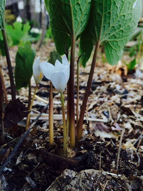 Bloodroot Sanguinaria Canadensis Leaf Grows Opening To Display The