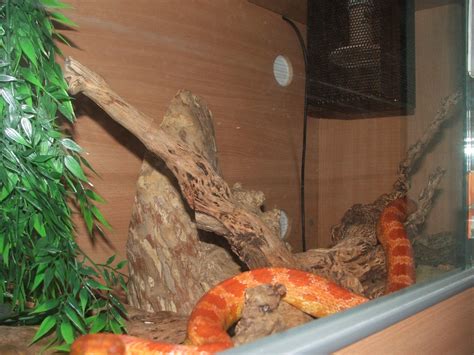 What size vivarium does a corn snake need? W Midlands Amelanistic Corn Snake with Complete Vivarium ...