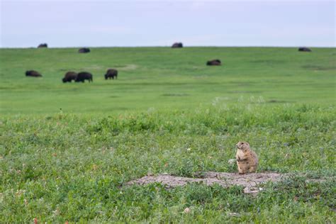 Prairie Dog And Bison Sean Crane Photography
