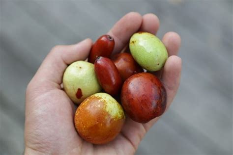 Jujube Fruit All That You Need To Know About This Delicious And