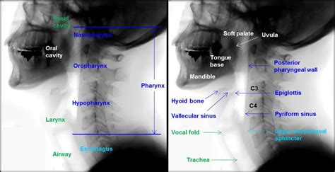 The Anatomy Associated With The Swallowing Process Blue Color