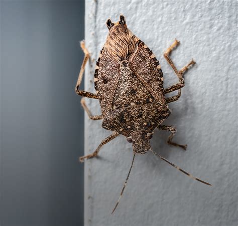 Stink Bug Identification Keep Stink Bugs Out Of Your Ohio Property
