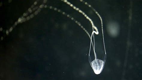 Deadly Venomous Irukandji Jellyfish Stings Man Near Palm Island