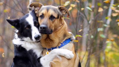 Dog Siblings Who Love To Hug Each Other Will Melt Your Heart Youtube