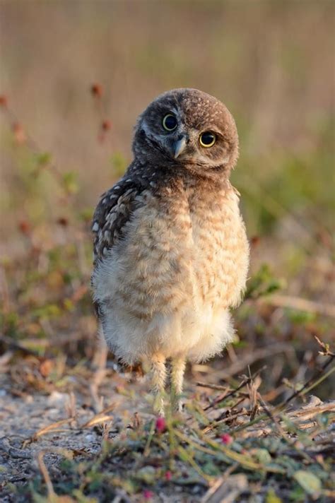 Candyperkinsonfrefphoto Burrowing Owl