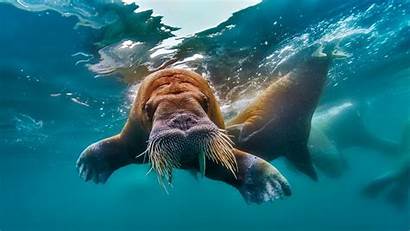 Bing Nature Swimming Walrus Wallpapers Ocean Desktop