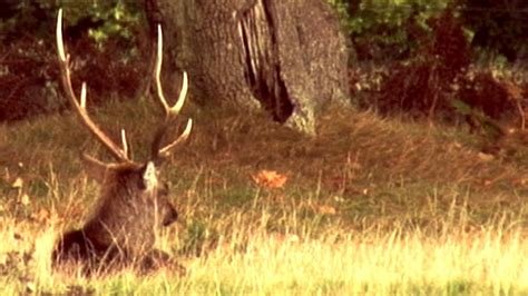 What Makes A Good Trophy Sika Stag Youtube