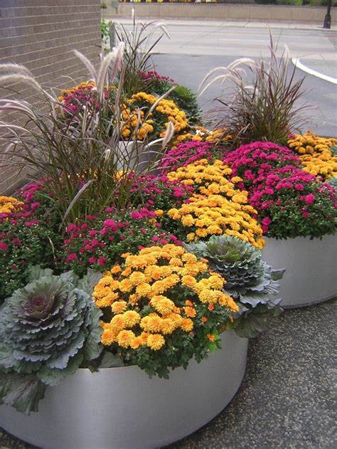 I Love The Autumn Colors Mums Flowering Cabbage And Purple Fountain