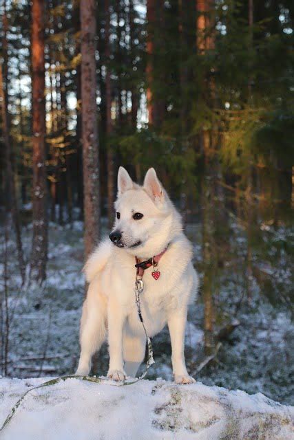 Ontmoet De Oer Noorse Buhund Woefy 2023